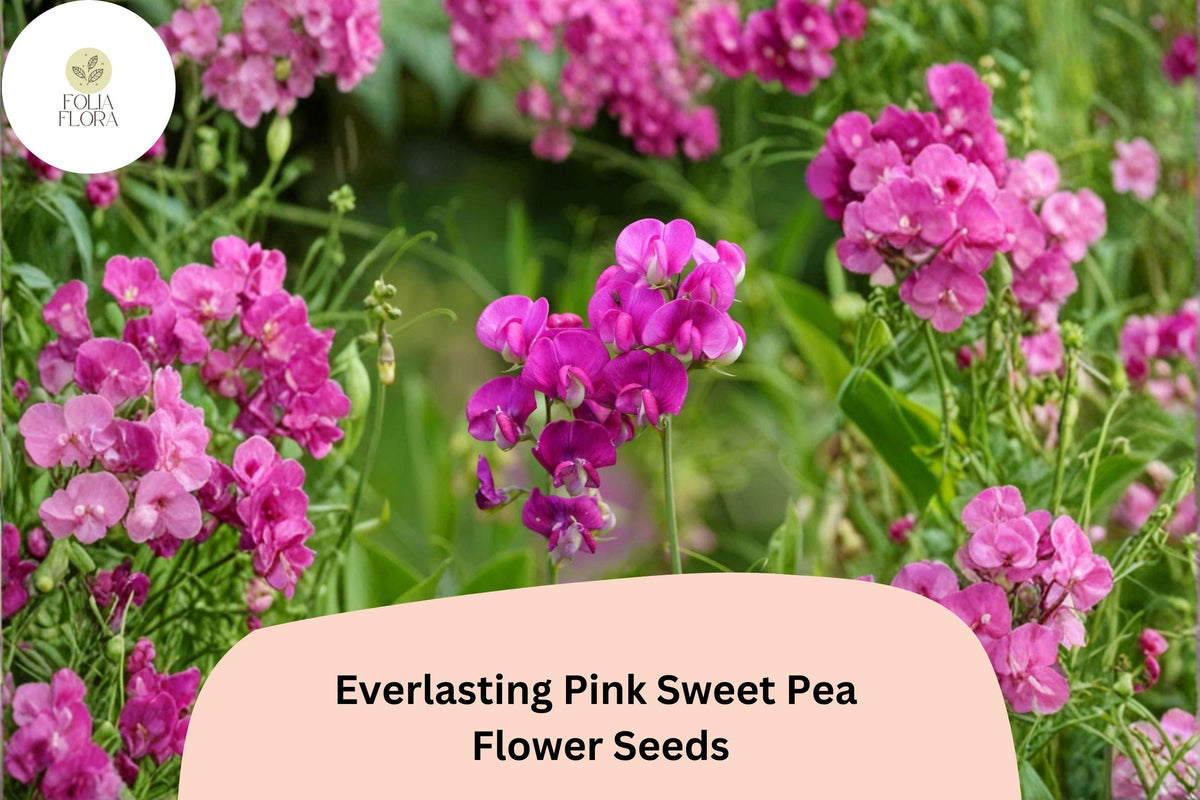Everlasting Pink Sweet Pea Seeds | Perennial Climbing Vine with Pink Flowers | Lathyrus latifolius | 50+ Seeds