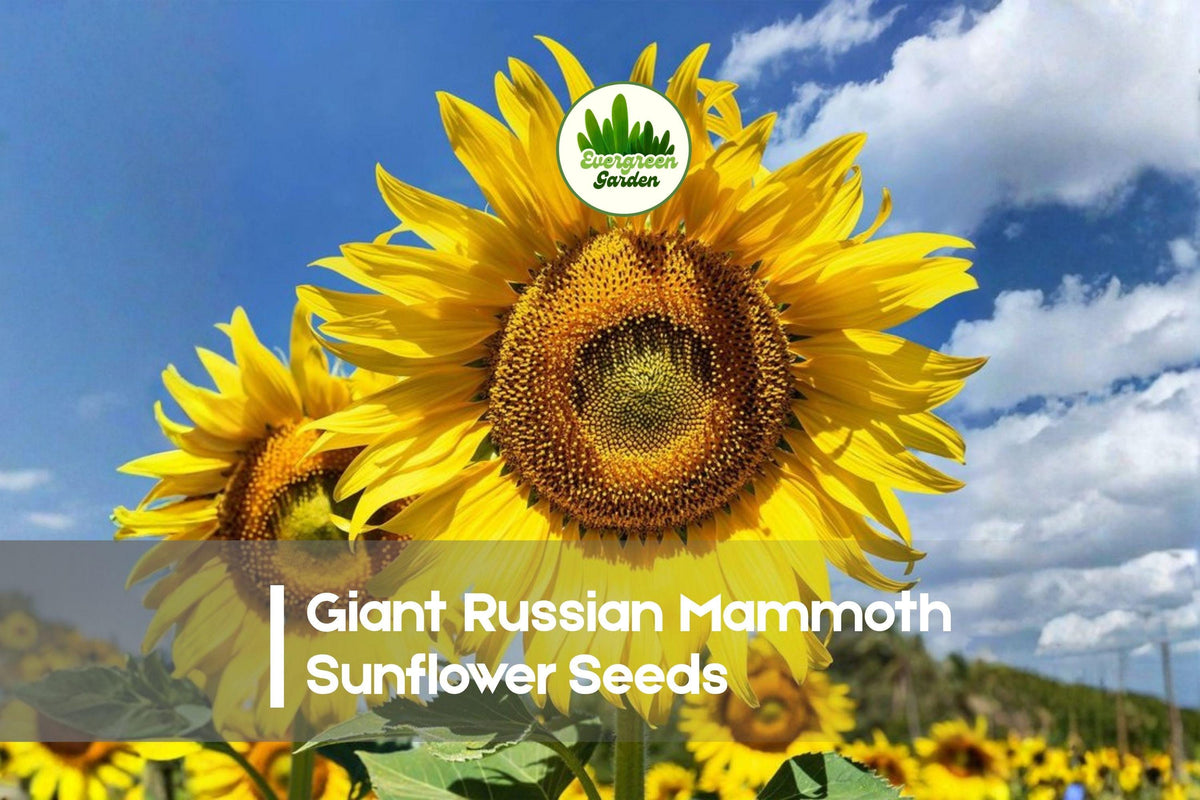 Giant Russian Mammoth Sunflower Seeds | Helianthus annuus | Tall, Golden Blooms, Pollinator Attracting, Easy to Grow