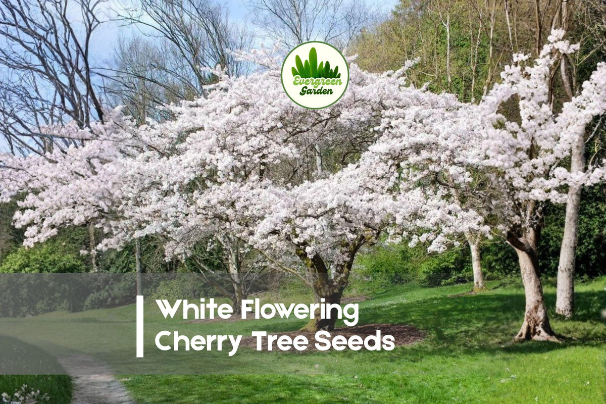 White Flowering Cherry Tree Seeds – Prunus species, Ornamental Spring Blooming, Bonsai & Landscape Planting, 10 Seeds