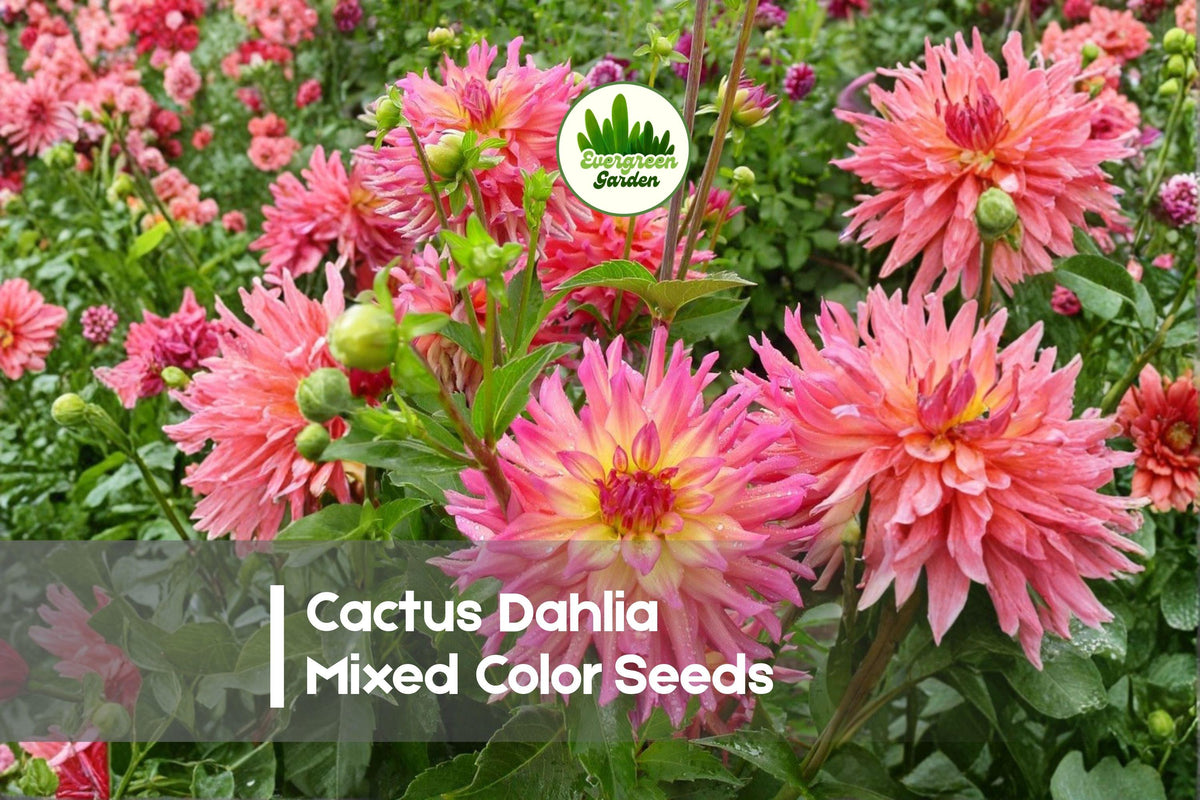 50+ Cactus Dahlia Seeds - Mixed Vibrant Colors, Spiky Star-Shaped Blooms, Dahlia pinnata for Cut Flowers & Garden Borders