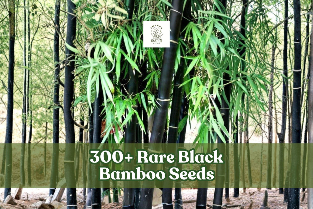 300+ Black Bamboo Seeds | Phyllostachys nigra | Exotic Ornamental Bamboo for Landscaping & Garden Privacy