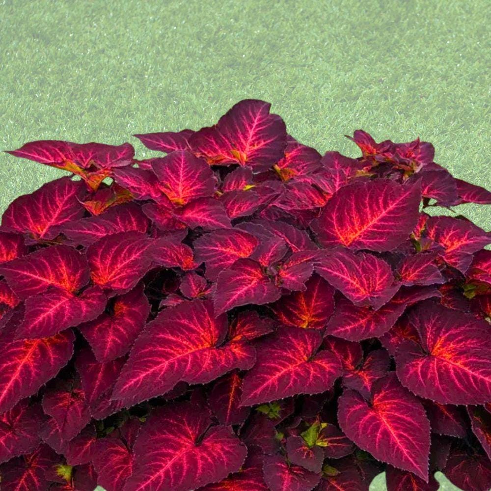 Rainbow Volcano Coleus Seeds – Colorful Foliage Plant, Multicolor Leaves, Easy to Grow, Indoor & Outdoor Containers, Coleus scutellarioides