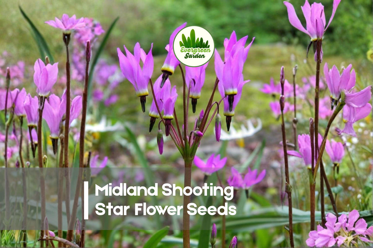 50 Midland Shooting Star Flower Seeds - Dodecatheon meadia Native Wildflower for Woodland Gardens and Pollinator Attracting