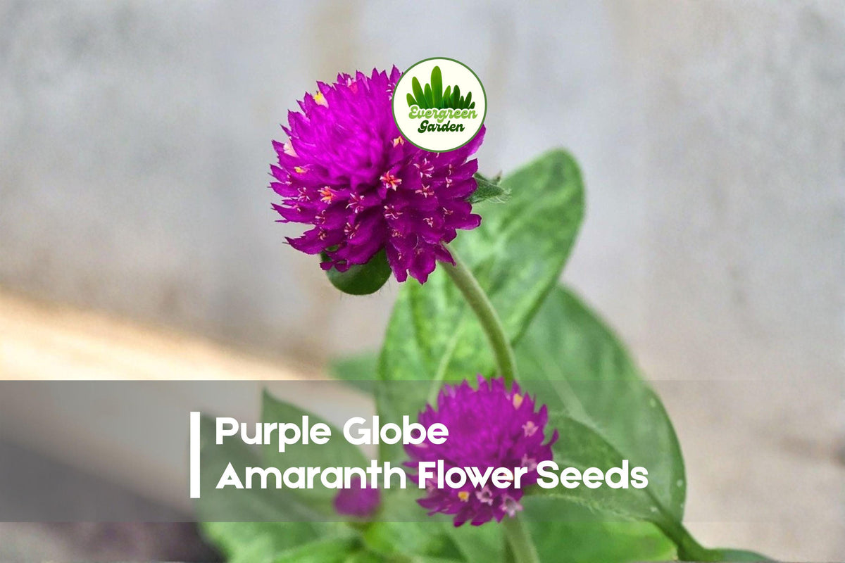 Purple Globe Amaranth Flower Seeds – Gomphrena globosa, Vibrant Purple, Dried & Fresh Arrangements