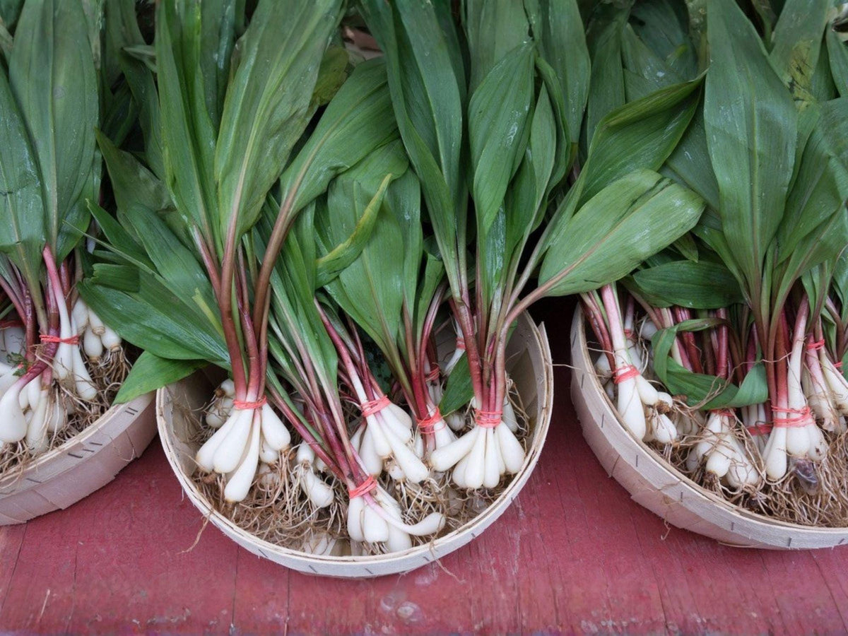 Wild Leek Ramp Seeds – 10 Allium tricoccum Woodland Edible Native Plant for Forest Gardens
