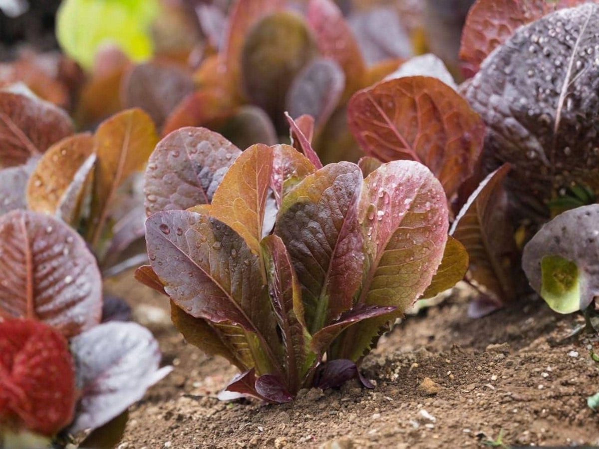Rouge d’Hiver Lettuce Seeds – Red Romaine, Cold Hardy, Heirloom, French Variety, Salad Greens, 1000 Seeds