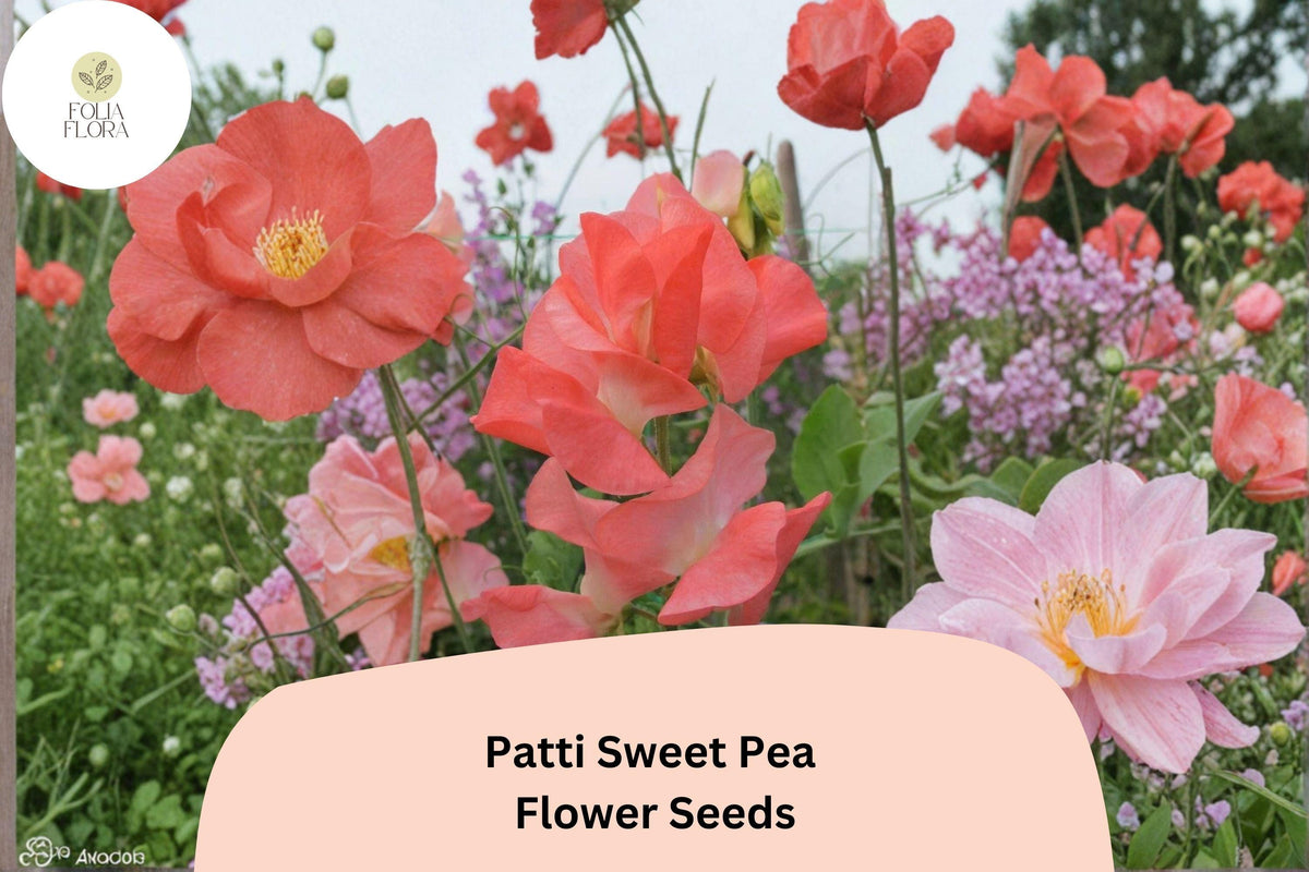 Patti Sweet Pea Seeds | Climbing Vine with Fragrant Orange Flowers | Lathyrus odoratus | 50+ Seeds for Garden, Trellis & Fence