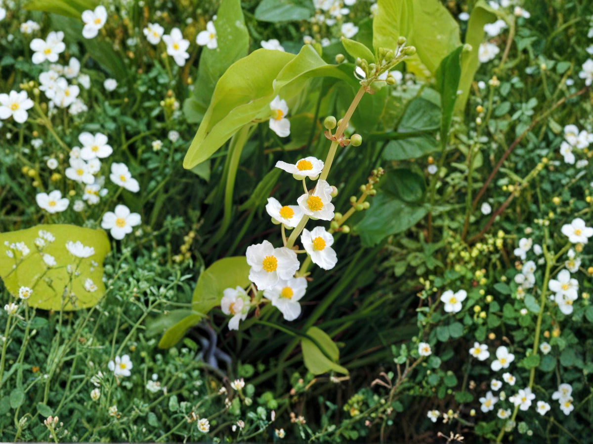 Sagittaria latifolia Common Arrowhead Seeds – Native Aquatic Perennial for Ponds, Wetlands & Rain Gardens (500 Seeds)