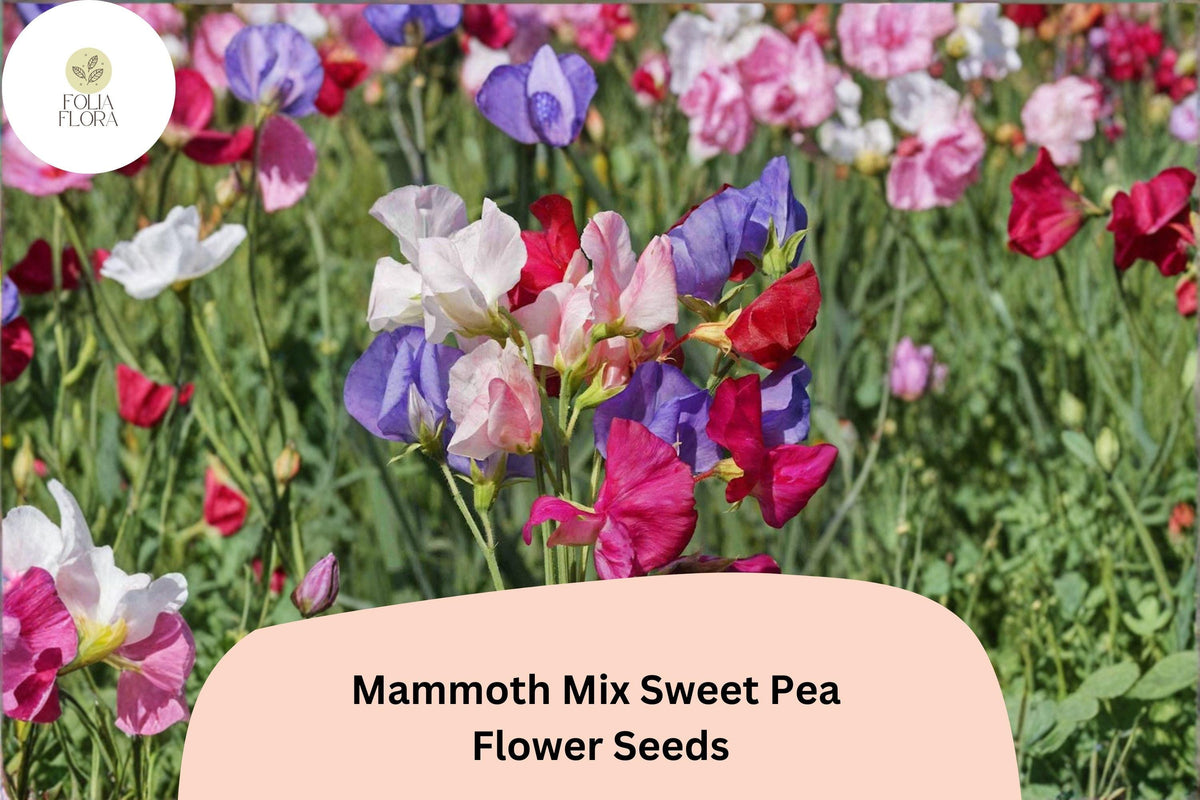 Mammoth Mix Sweet Pea Seeds | Lathyrus odoratus Tall Climbing Vine with Colorful Flowers | Garden Seeds for Trellises & Fences