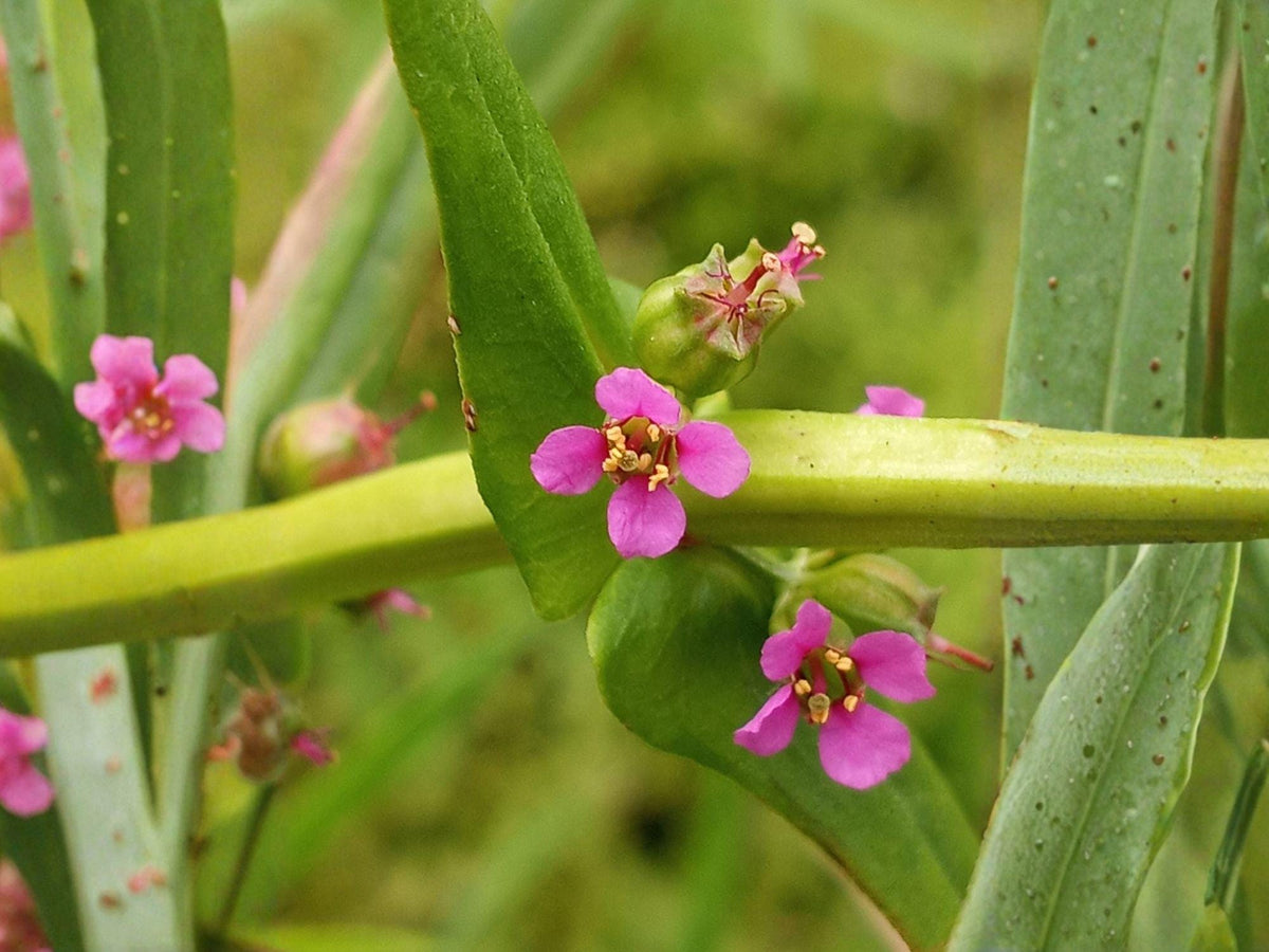 Ammannia coccinea Scarlet Toothcup Seeds | Native Wetland Wildflower for Ponds & Rain Gardens