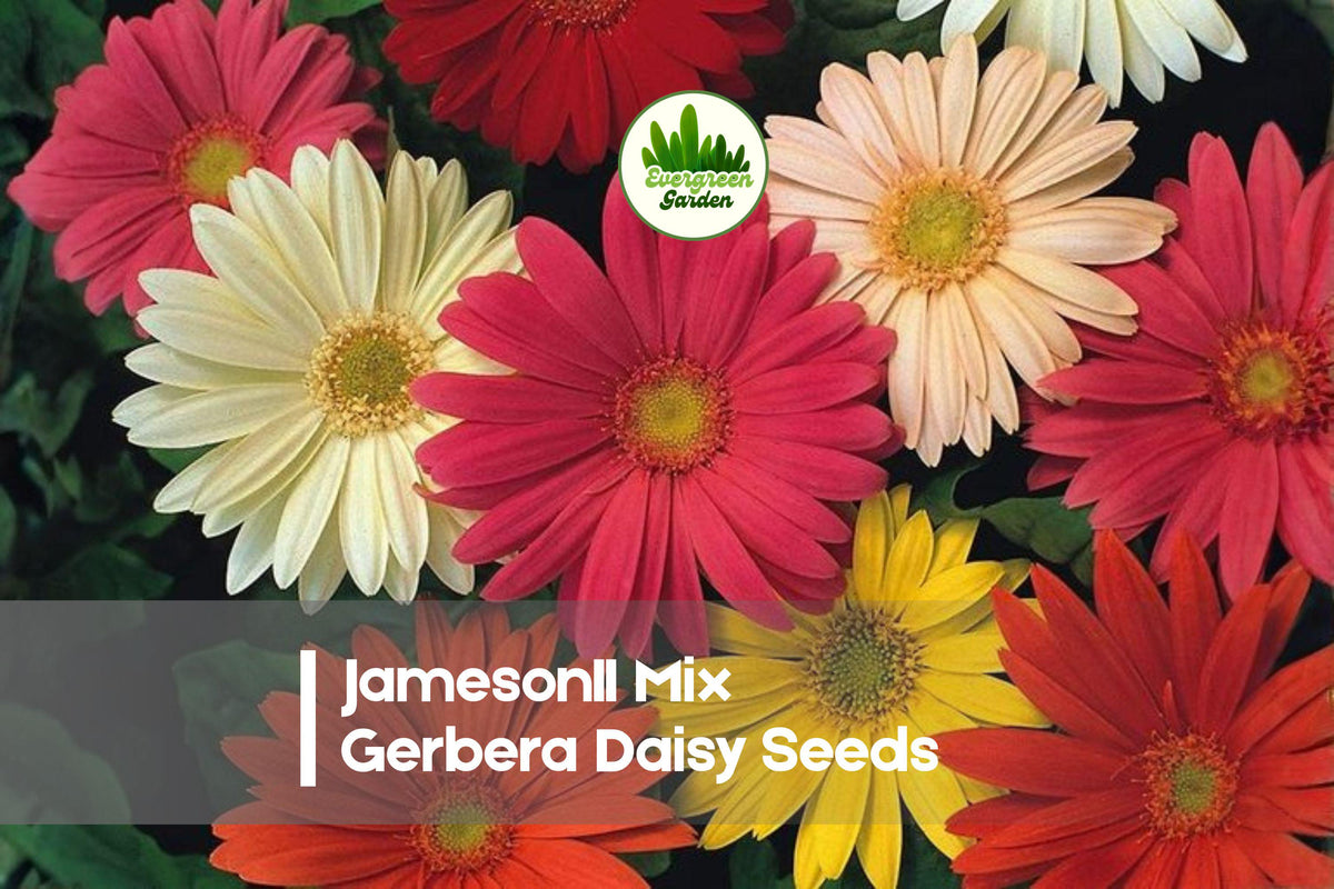 Gerbera Daisy Seeds, JamesonII Mix, Bright Colorful Blooms, Gerbera jamesonii, Large Flowers, Garden, Container, Border