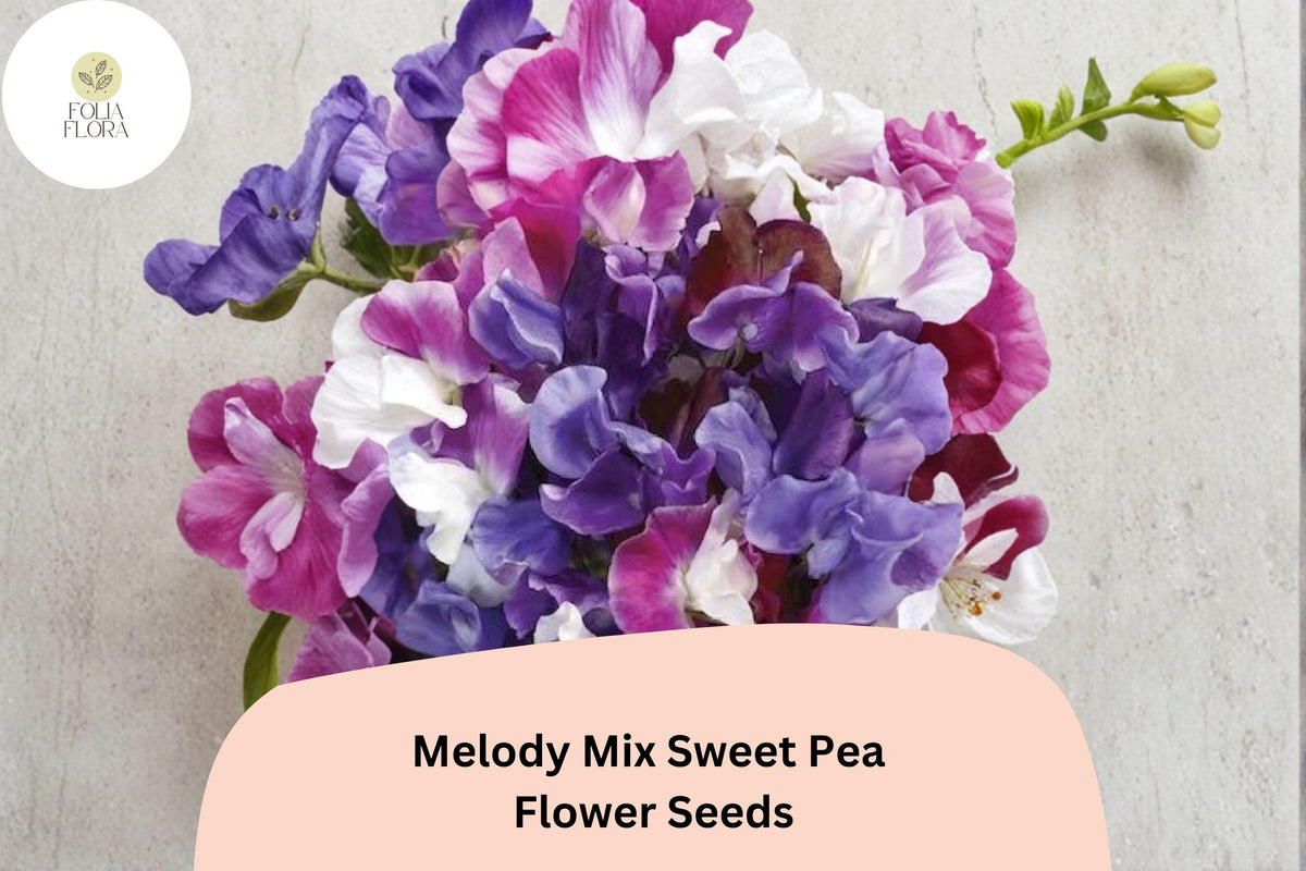Sweet Pea Seeds - Melody Mix, Mixed Colors, Climbing Flower Vine, Lathyrus odoratus, Garden Planting (50+ Seeds)