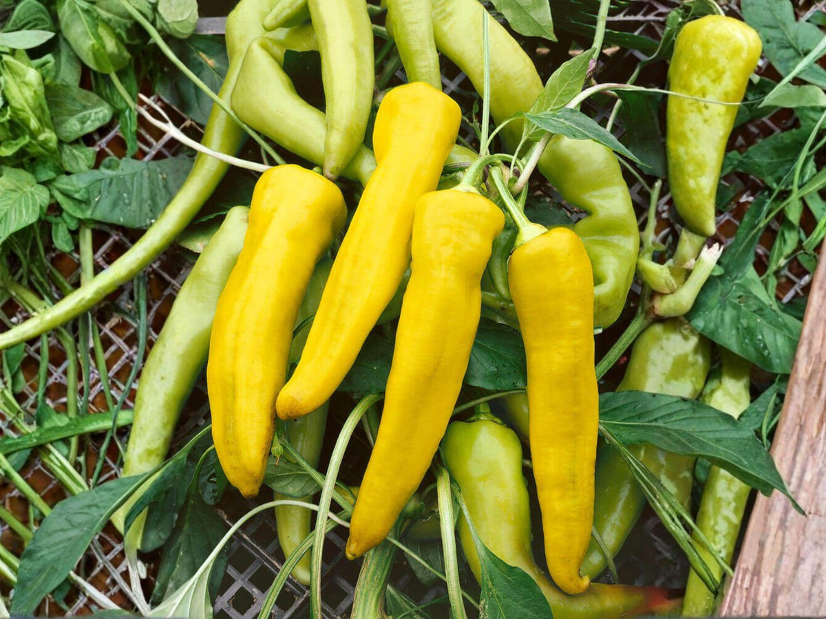 Hungarian Yellow Wax Pepper Seeds – Heirloom Chili, Early Harvest, Medium Hot, Tapered Yellow Fruits, 25 Seeds