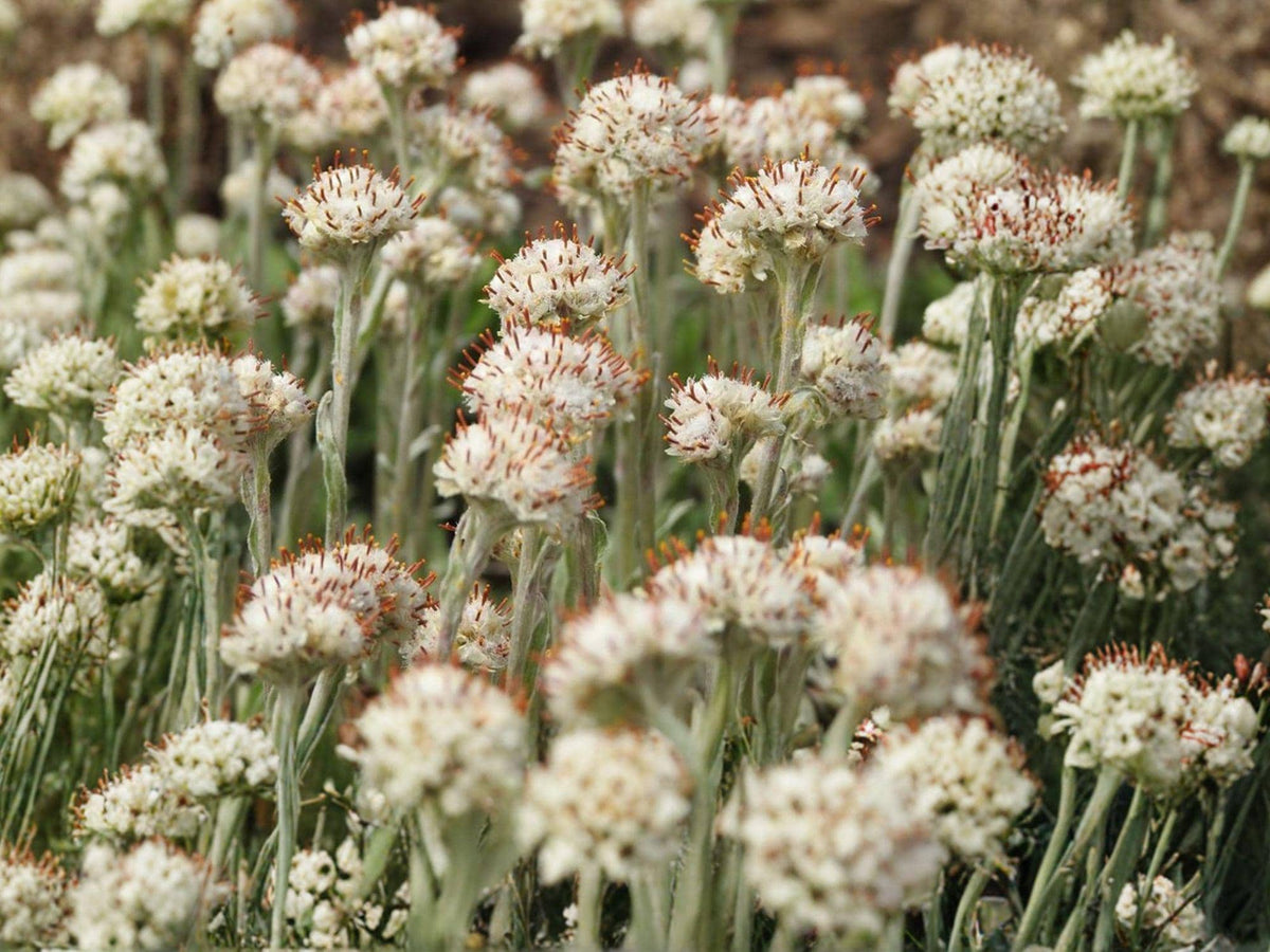 Antennaria neglecta Prairie Pussytoes Seeds – Native Perennial Groundcover for Pollinators, Drought Tolerant, Full Sun, 100 Seeds