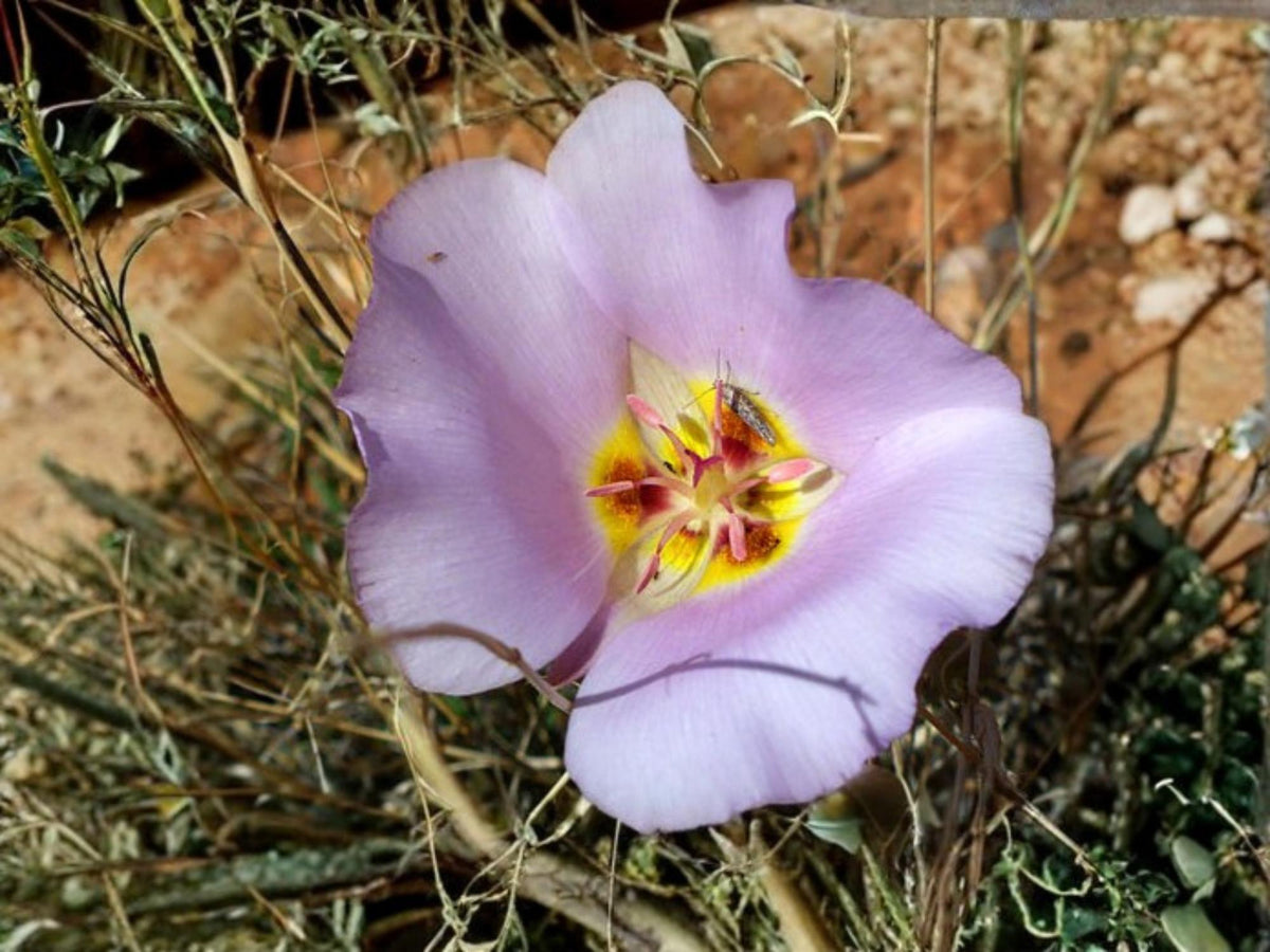 Calochortus flexuosus Winding Mariposa Lily Seeds – Native Perennial Wildflower for Rock Gardens & Dry Soils