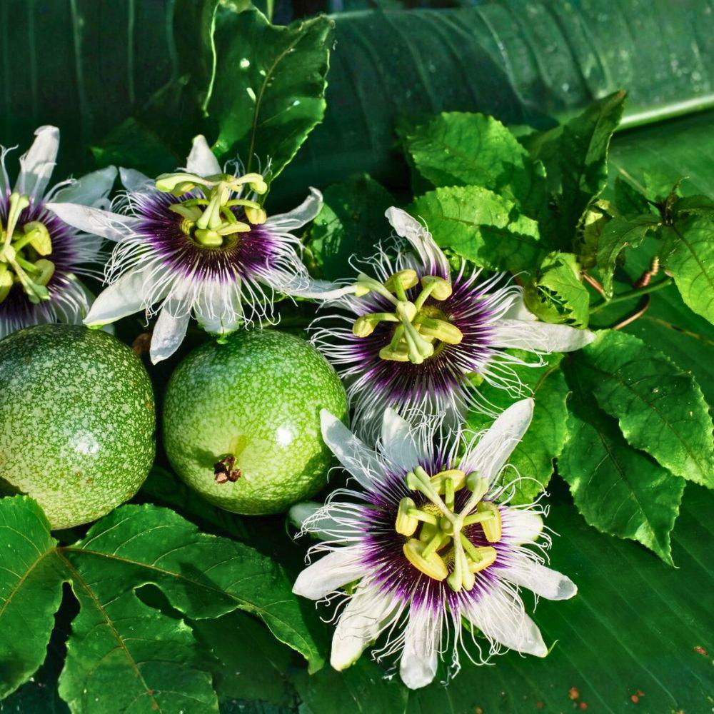 Yellow Passion Fruit Vine Live Plant, Passiflora edulis, Fast Fruiting Climber, Edible Yellow Passion Fruit, Tropical & Cold Tolerant