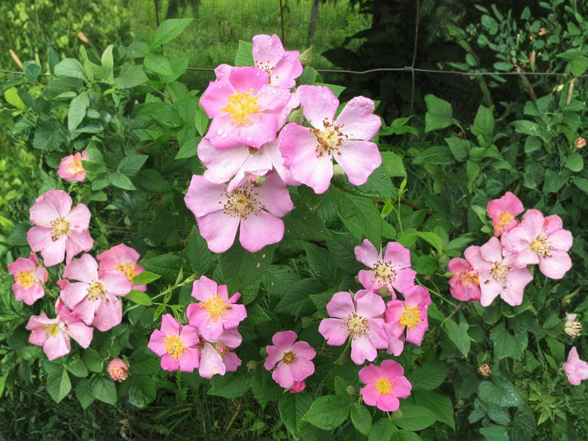 Rosa setigera Illinois Rose Native Climbing Rose Seeds for Wildlife Pollinators | Soft Pink Flowers