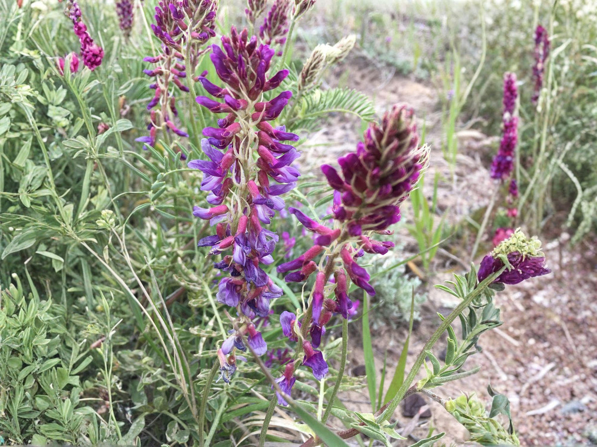 Astragalus bisulcatus Twogroove Milkvetch Seeds – Native Perennial Legume for Prairie, Dry Meadow, and Restoration Projects (15 Seeds)