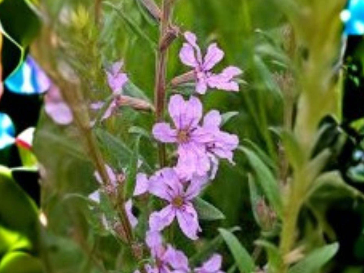 Lythrum alatum Winged Loosestrife Seeds – 3000 Native Wildflower Seeds for Pollinators & Wetland Gardens