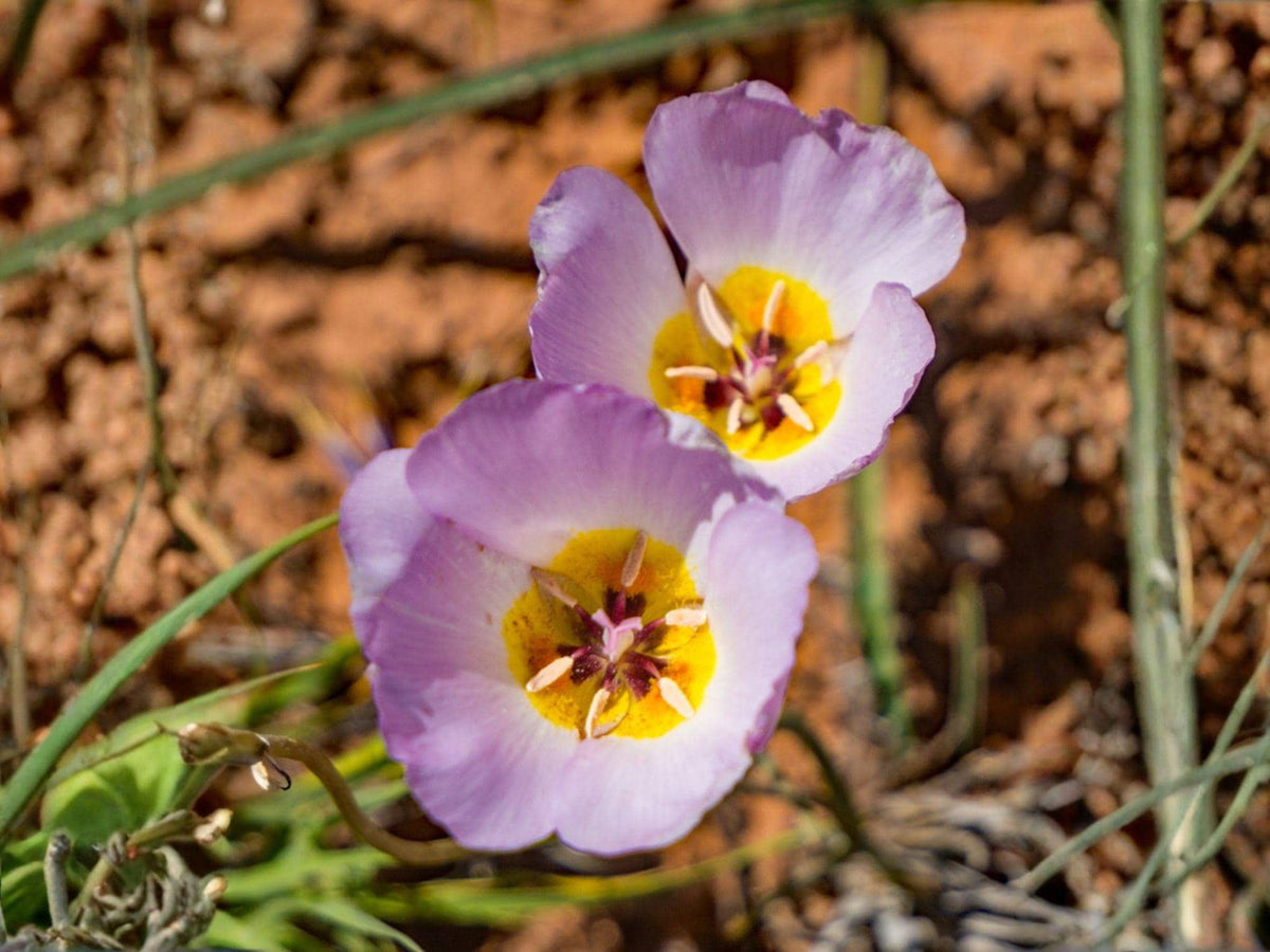 Calochortus flexuosus Seeds – Winding Mariposa Lily, Native Wildflower, Perennial Bulb, Creamy White to Lavender, 10 Seeds