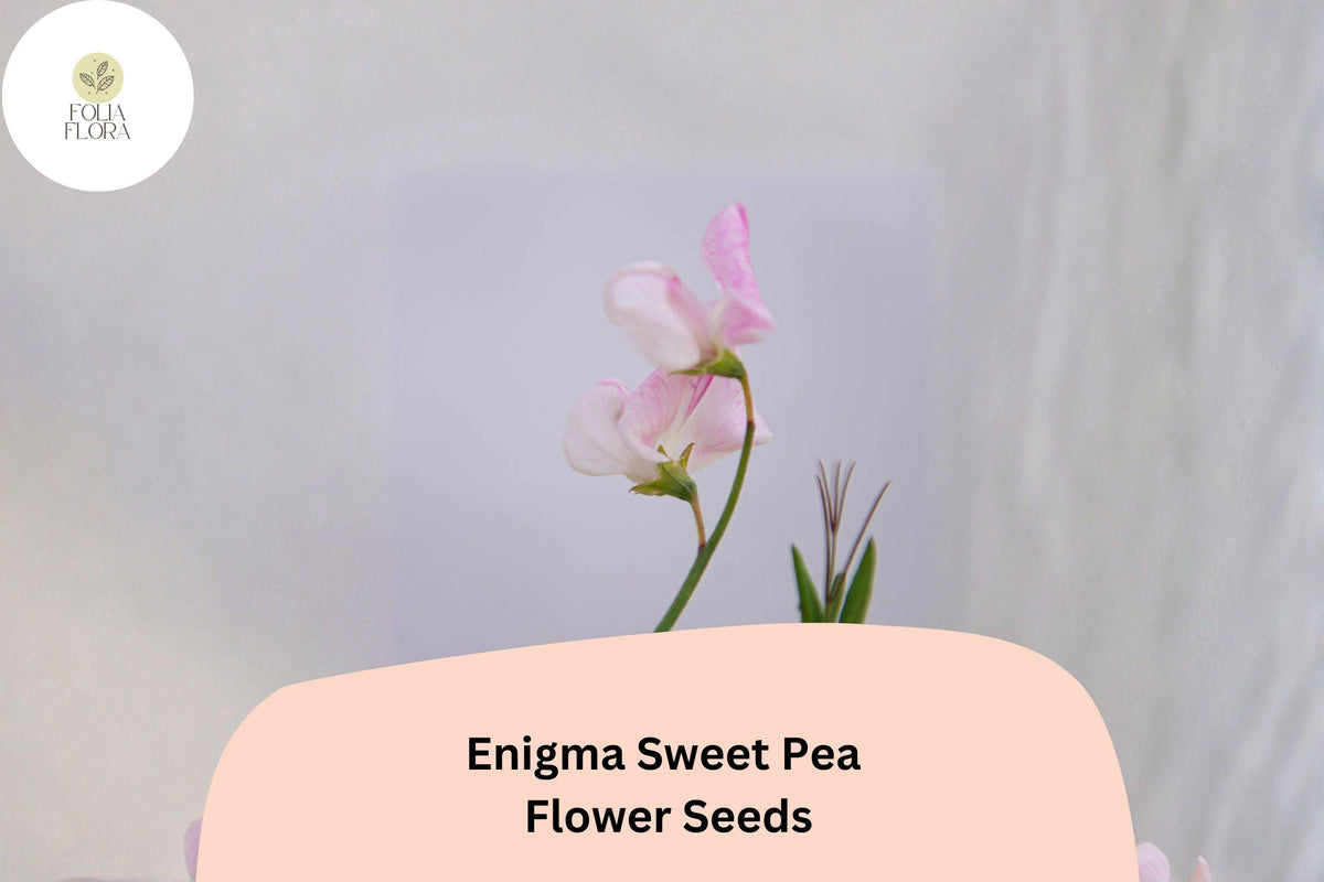 Enigma Sweet Pea Seeds | Pink Climbing Vine for Gardens | Lathyrus odoratus Annual Flowering Plant (50+ Seeds)
