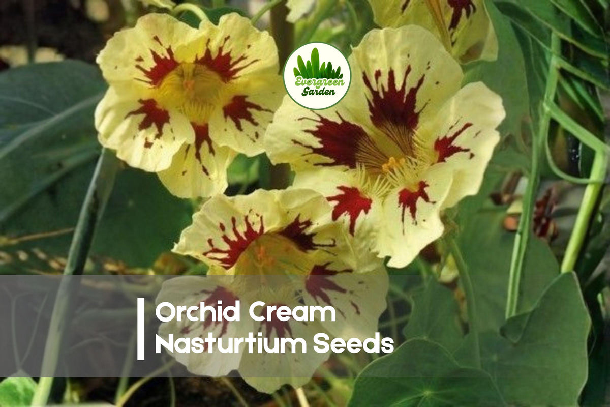 50+ Orchid Cream Nasturtium Seeds, Tropaeolum majus, Bi-color Cream and Rose Flowers, Annual Flower for Borders & Containers