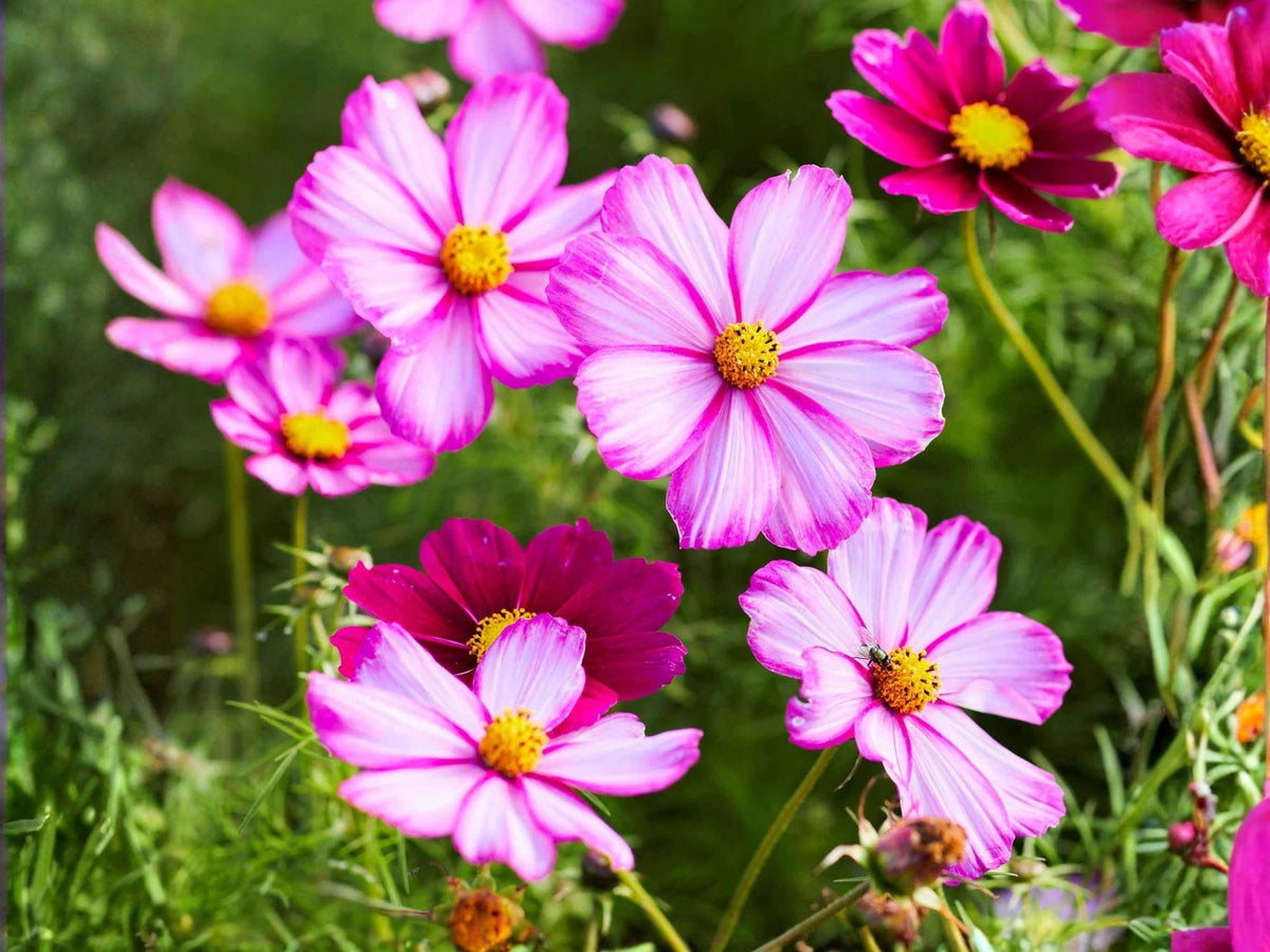 Cosmos Picotee Seeds | White with Pink Edges | Elegant Annual Flower | Cosmos bipinnatus | 100 Seeds