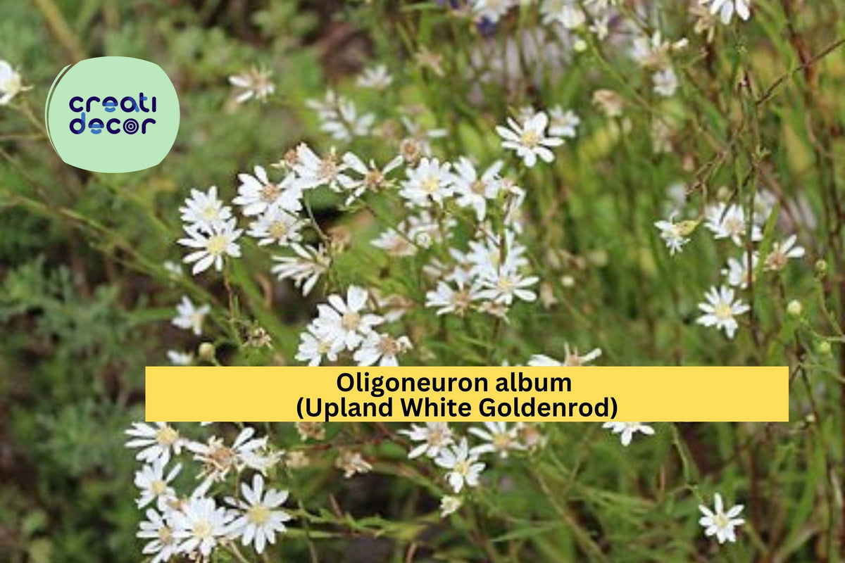 Oligoneuron Album Seeds – Upland White Goldenrod Native Wildflower for Prairie, Meadow Gardens, 100 Seeds