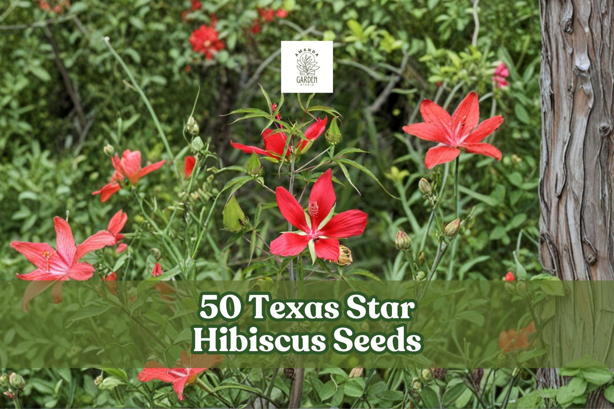 50 Texas Star Hibiscus Seeds – Ornamental Perennial with Red Star-Shaped Flowers Hibiscus coccineus for Garden Beds