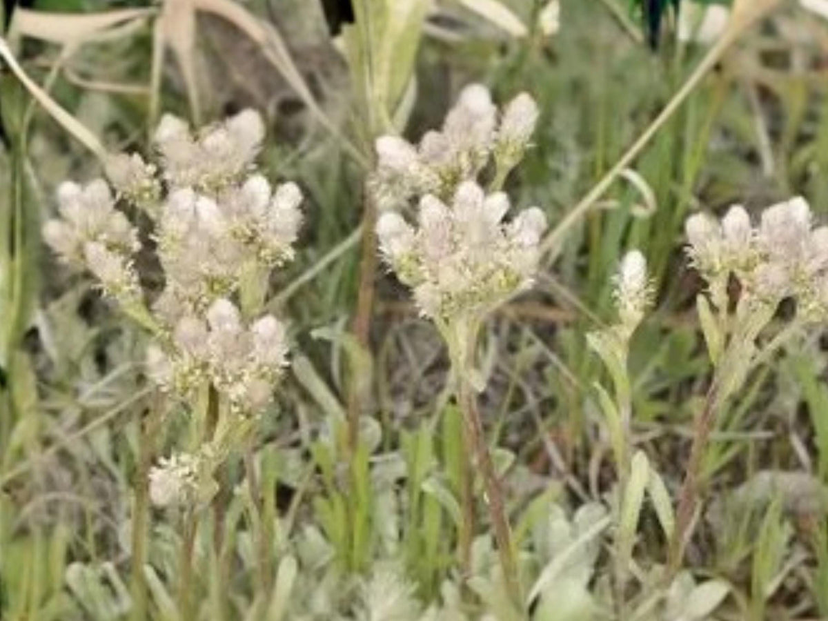 Antennaria neglecta Prairie Pussytoes Native Groundcover Seeds | Pollinator Plant | Drought Tolerant Perennial