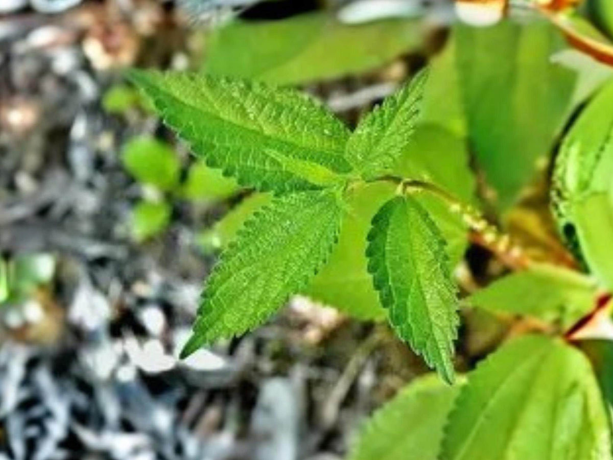 Boehmeria cylindrica Smallspike False Nettle Perennial Seed for Wetlands, Pollinator & Host Plant, Native North American Plant, 100 Seeds