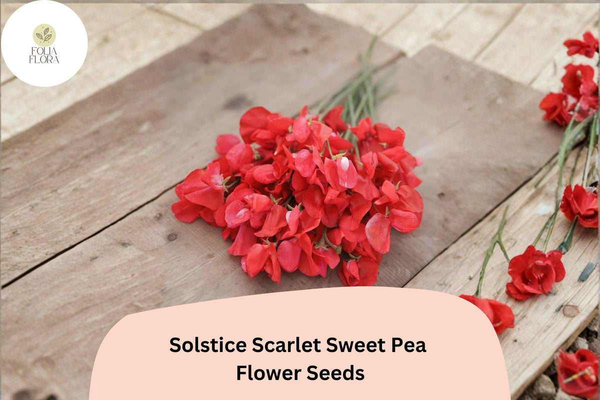 Solstice Scarlet Sweet Pea Seeds | Climbing Vine with Scarlet Flowers | Lathyrus odoratus | Garden Planting (50+ Seeds)