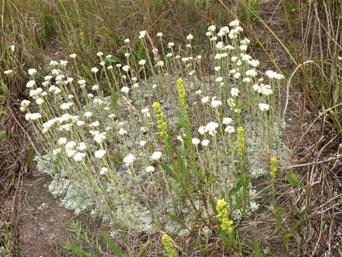 Antennaria parvifolia Seeds – Pussytoes Groundcover, Drought Tolerant Wildflower, Native Perennial, 100 Seeds