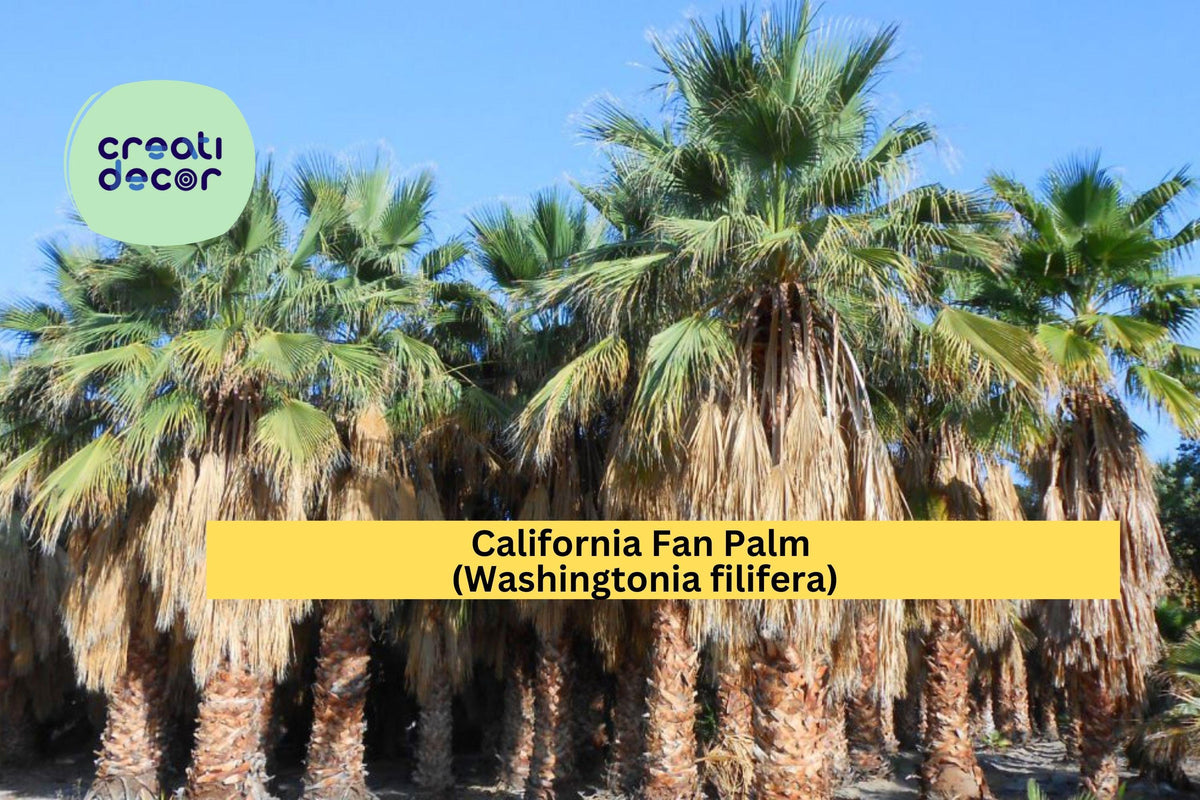 California Fan Palm Seeds | Drought-Tolerant Washingtonia filifera for Tropical Landscaping & Desert Gardens