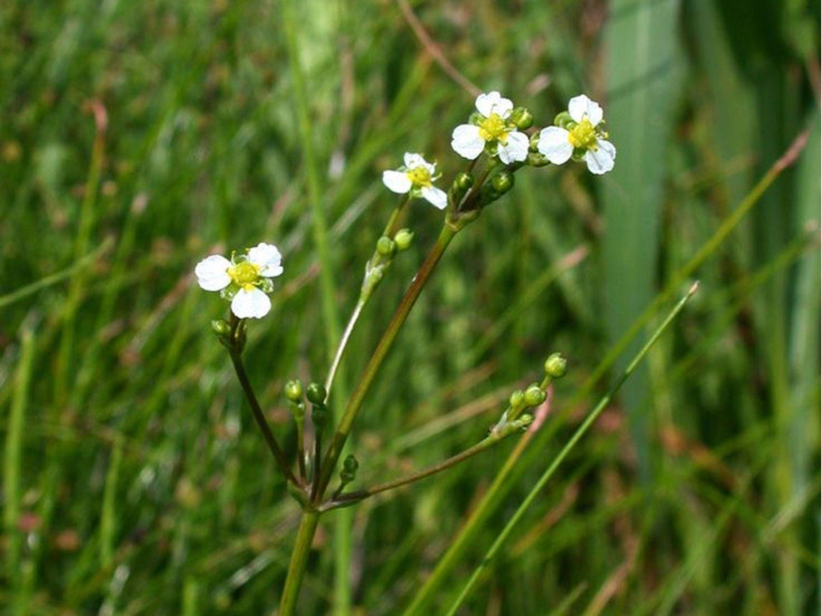Large-flowered Water Plantain Seeds | Native Aquatic Perennial | Alisma triviale | Pond & Wetland Plant Seeds