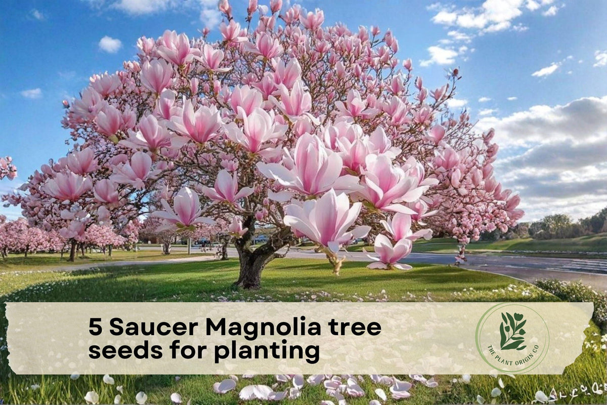 Saucer Magnolia Tree Seeds | Magnolia × soulangeana | Ornamental Flowering Tree with Pink, White, Purple Blooms