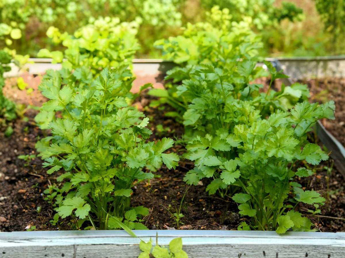Cilantro Herb Seeds | Slow Bolt Coriander ‘Leisure’ | Culinary Garden Favorite | Coriandrum sativum | 100 Seeds