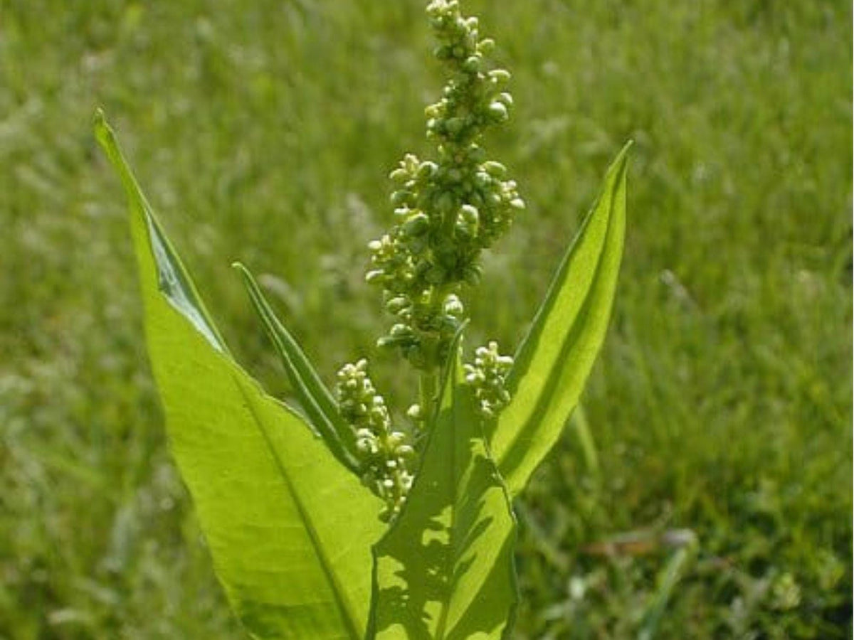 Pale Dock Seeds (Rumex altissimus) – 100 Native Wetland Seeds for Rain Gardens, Streambanks & Wildlife Habitat