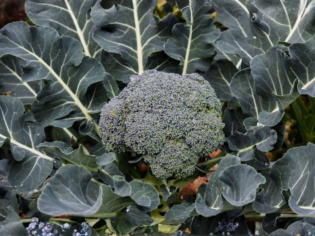 Waltham 29 Broccoli Seeds – Heirloom Cold Hardy Variety – Brassica oleracea – 500 Seeds for Home Garden & Market Growing
