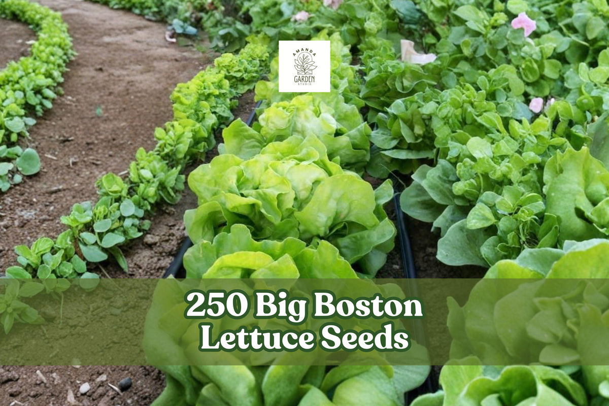 250 Big Boston Lettuce Seeds – Heirloom Butterhead Lettuce, Lactuca sativa, Garden Vegetable, Cool-Season, Leafy Green Seeds