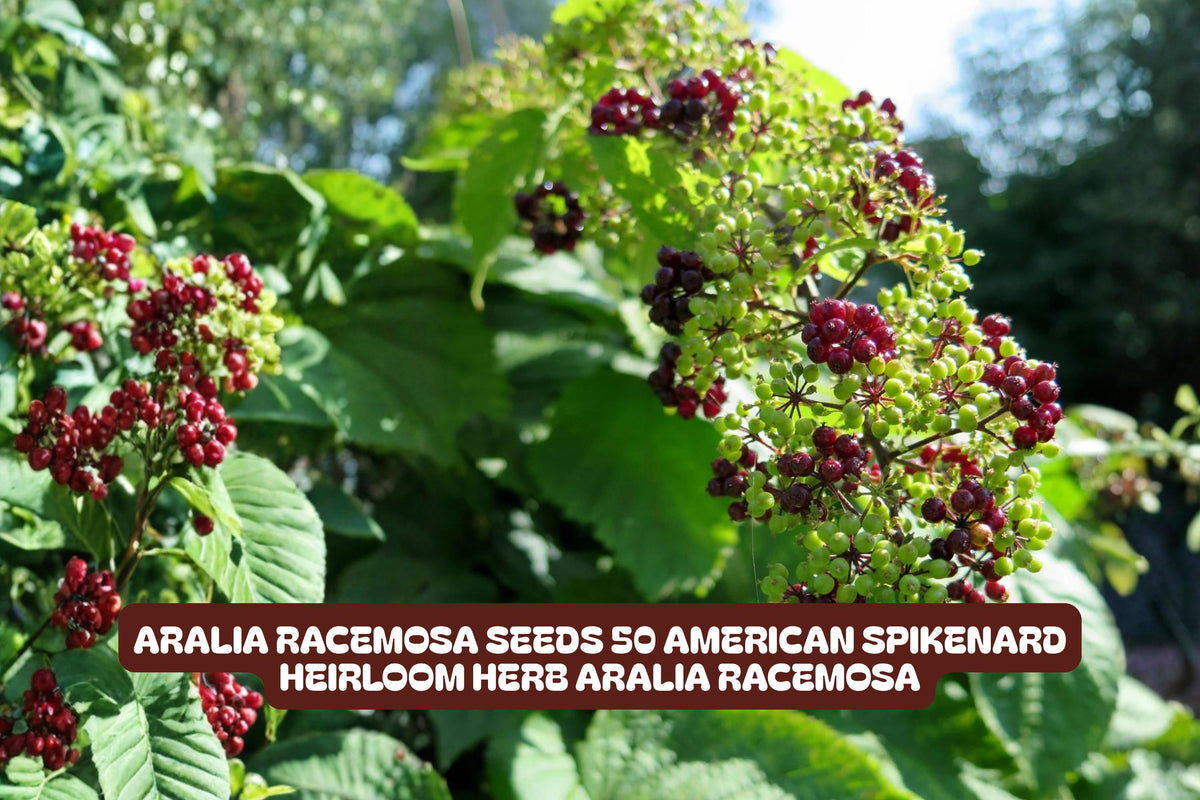 Aralia Racemosa Seeds - American Spikenard Perennial Herb, Native Plant, White Flowers, Shade Garden, 50 Count
