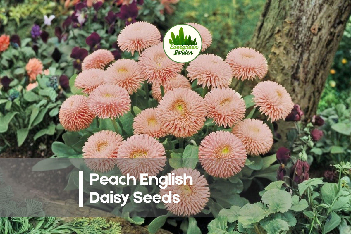 200+ Peach English Daisy Seeds, Bellis perennis, Cottage Garden, Border, Pathway, Spring Bloom, Perennial, Peach Flowers