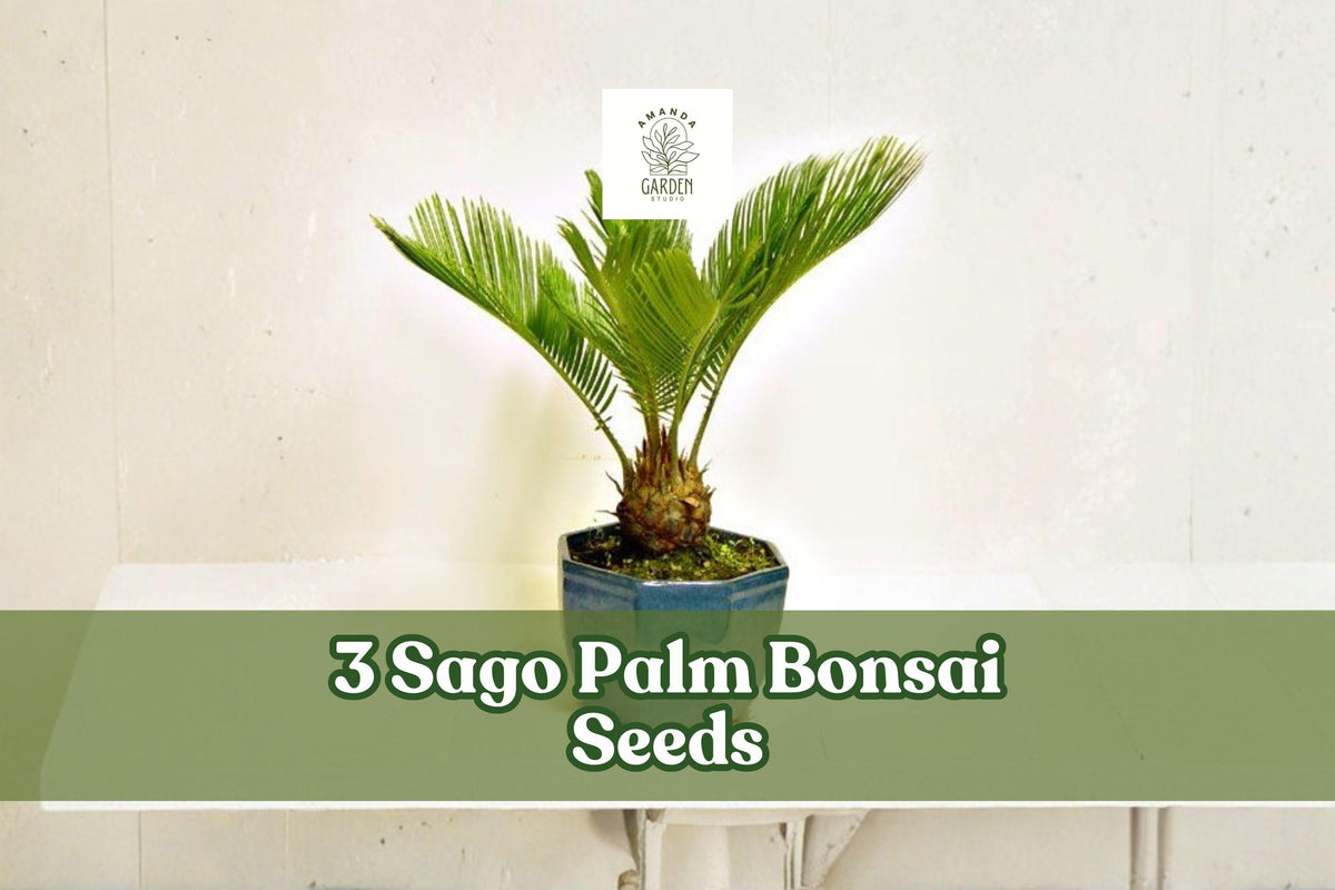 Sago Palm Bonsai Seeds, Cycas revoluta, Ornamental Cycad for Bonsai and Container Planting, 3 Seeds