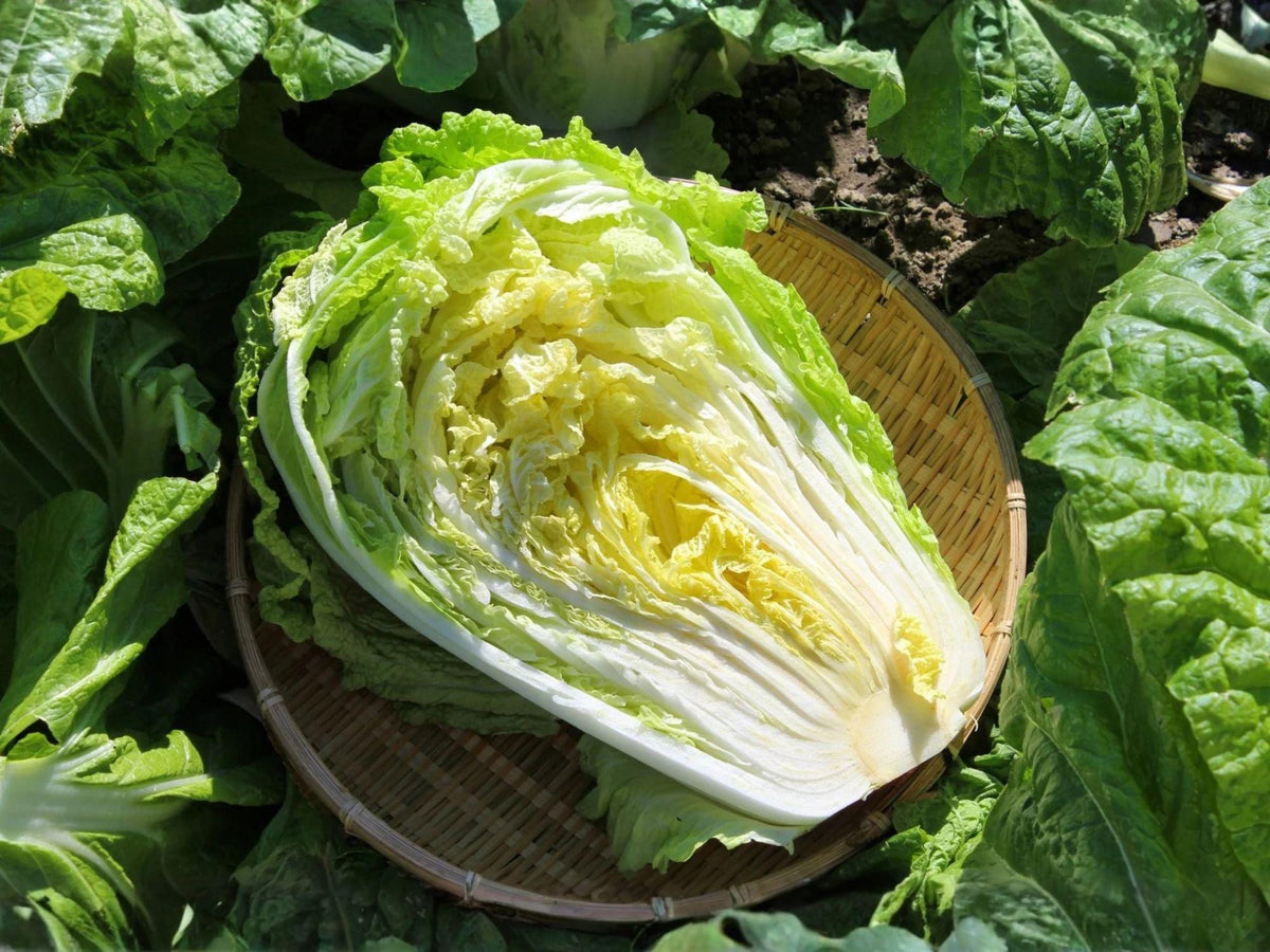 Kogane Chinese Cabbage Seeds – 300 Heirloom Napa-Type Asian Green for Home Garden, Stir-Fries & Kimchi