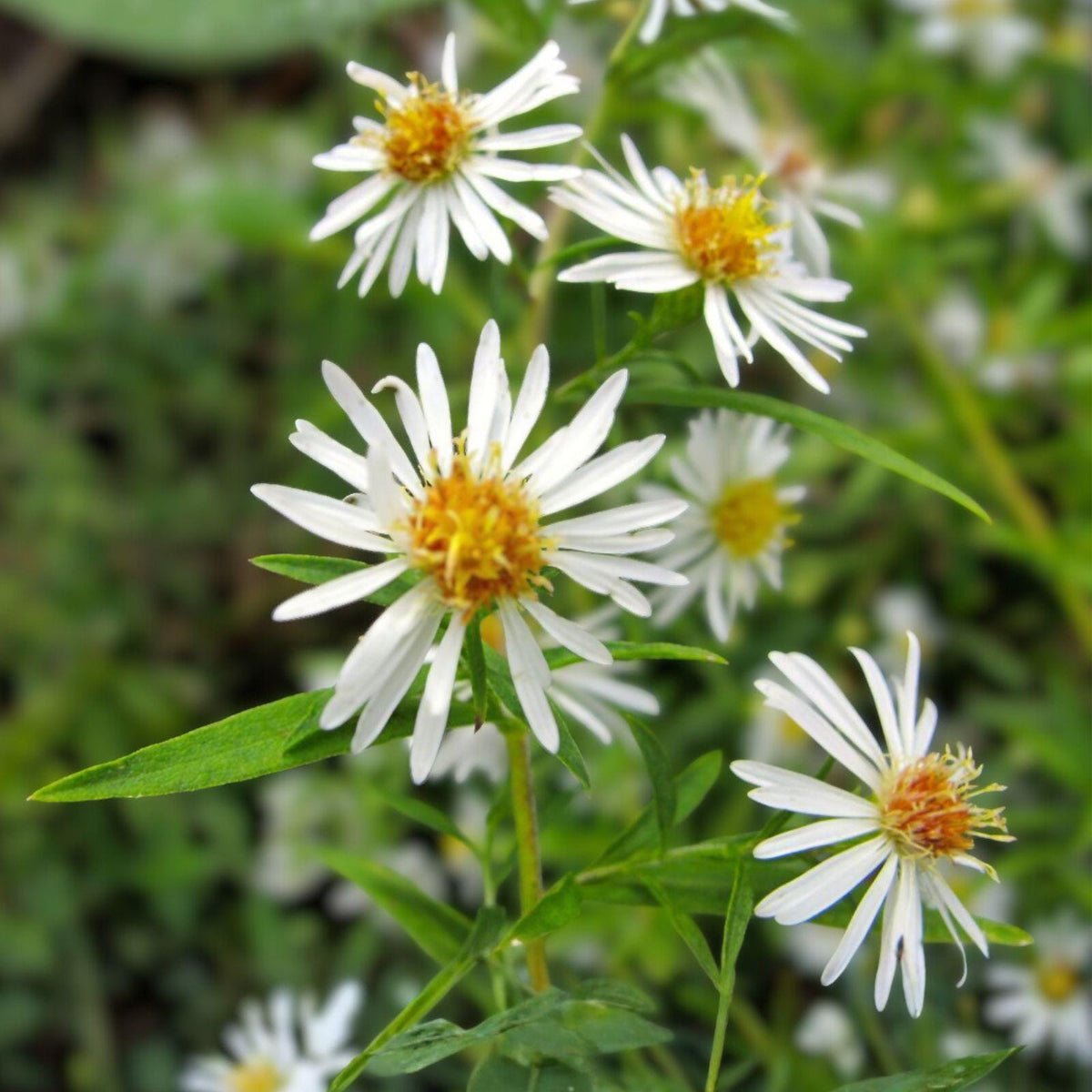 False Aster Seeds 500 Boltonia asteroides Native Perennial for Pollinator Gardens, Late Summer Bloom