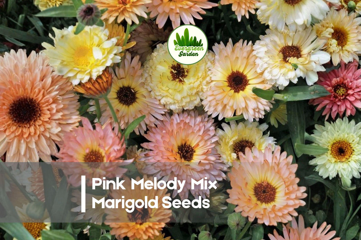 Pink Melody Mix Marigold Seeds – 25+ Soft Pink, Rose, Pastel Blooms, Tagetes, Annual, Easy to Grow, Butterfly & Pollinator Friendly