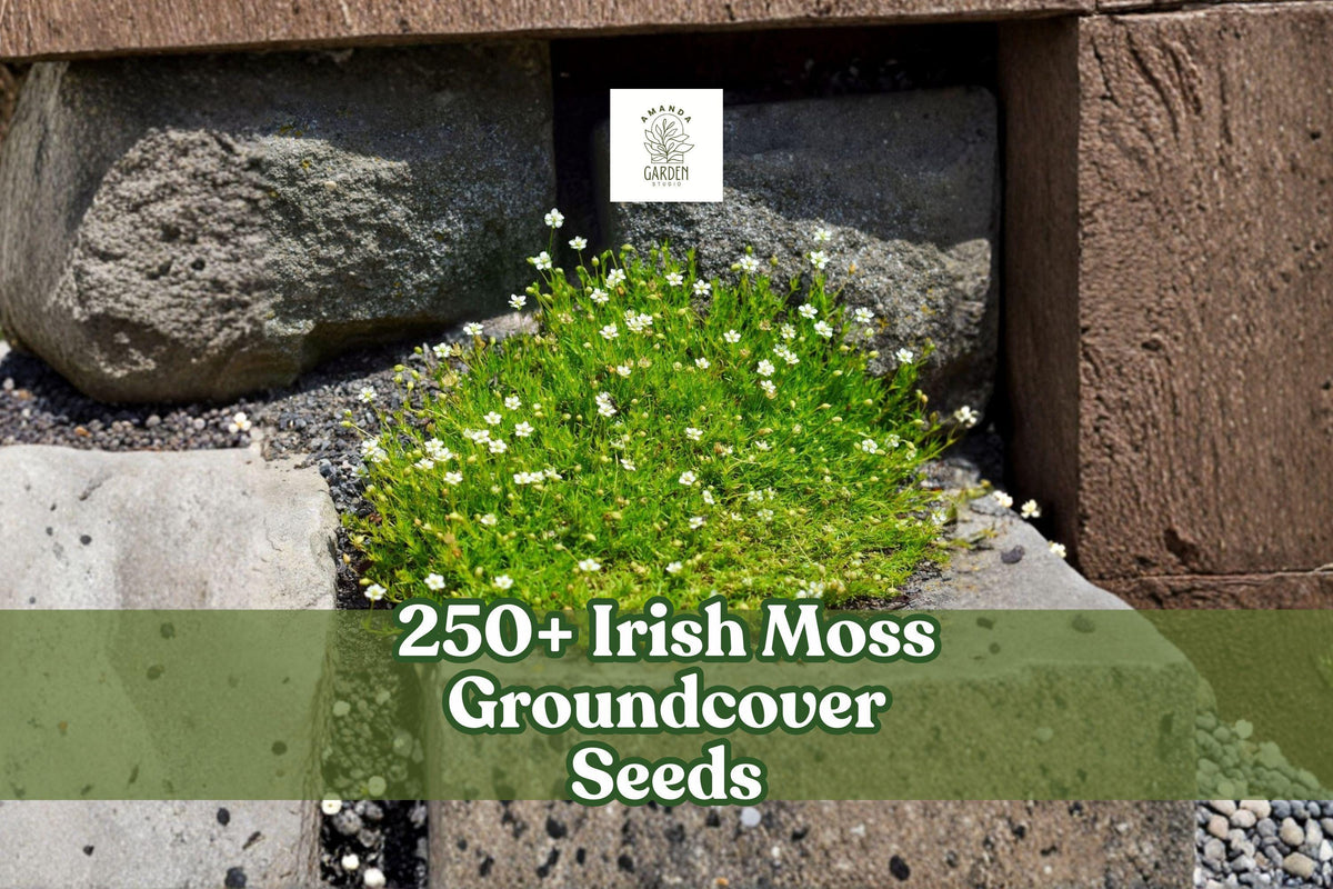Irish Moss Seeds, Sagina subulata Groundcover, White Flowers, Low-Growing Ornamental Plant, Garden Pathway Cover, 250+ Seeds