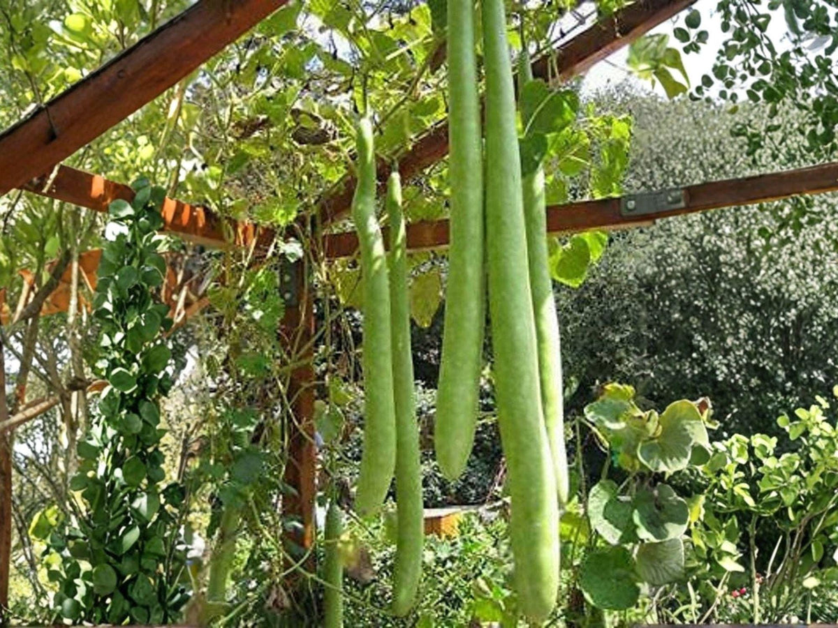Snake Gourd Seeds - Lagenaria siceraria, Edible Asian Vegetable, Vining Plant for Stir-Fries & Curries
