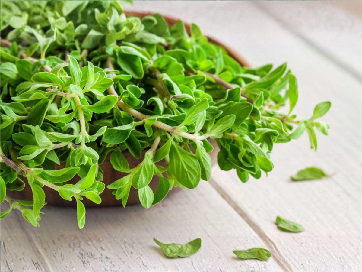 Sweet Marjoram Herb Seeds - 500 Culinary Seeds for Cooking, Aromatic Leaves, Origanum majorana, Garden & Container Planting