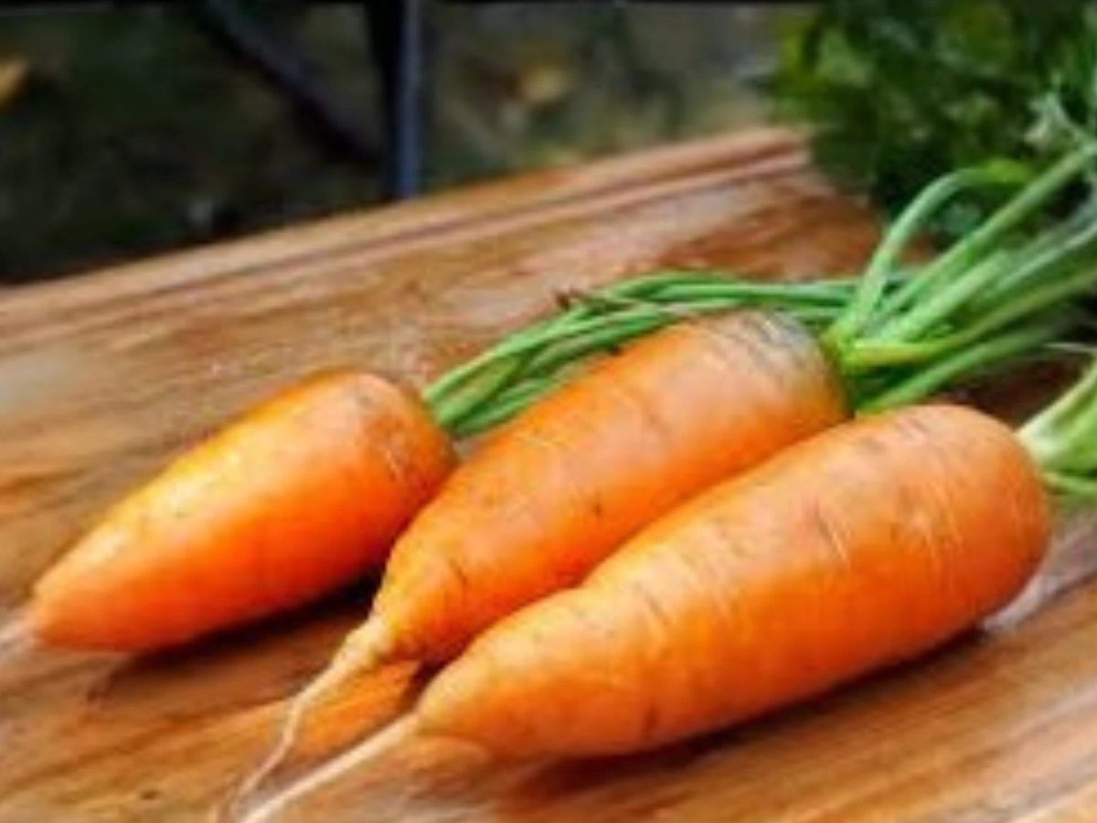 Chantenay Red Cored Carrot Seeds | Heirloom Short Carrot for Heavy Soil | Sweet Flavor | 500 Seeds